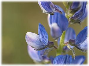 Lupinus angustifolius