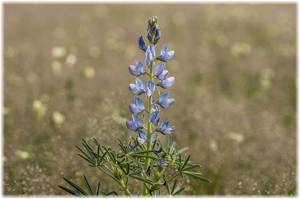 Lupinus angustifolius