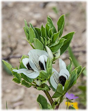 Vicia faba