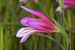 Gladiolus illyricus