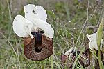 Iris iberica ssp elegantissima