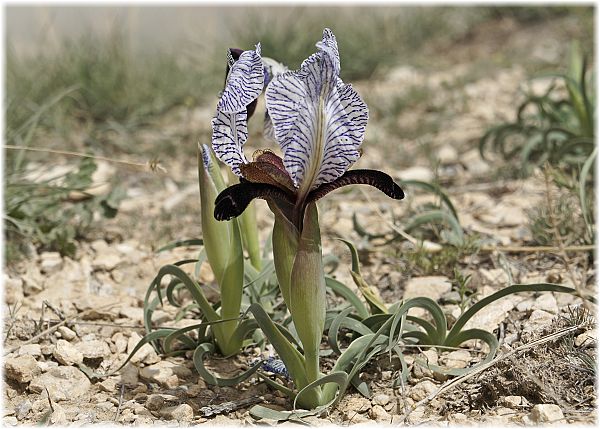 Iris paradoxa