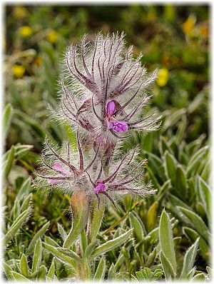 Stachys lavandulifolia