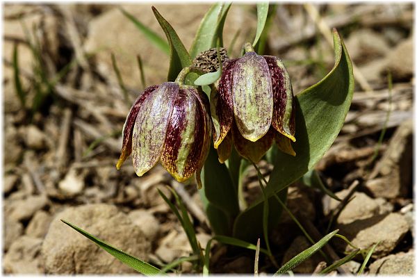 Fritillaria crassifolia