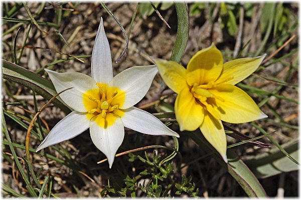 Tulipa sylvestris