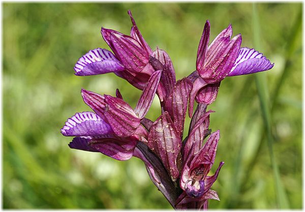 Anacamptis papilionacea ssp alibertis