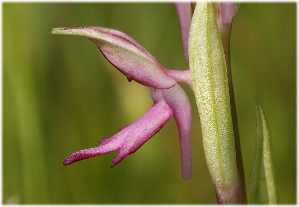 Anacamptis sancta