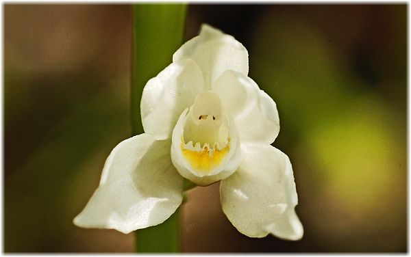 Cephalnathera longifolia