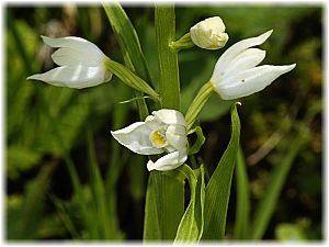 Cephalnathera longifolia