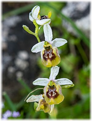 Ophrys biancae