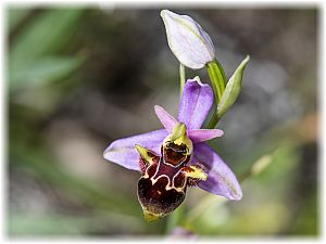 Ophrys bremifera