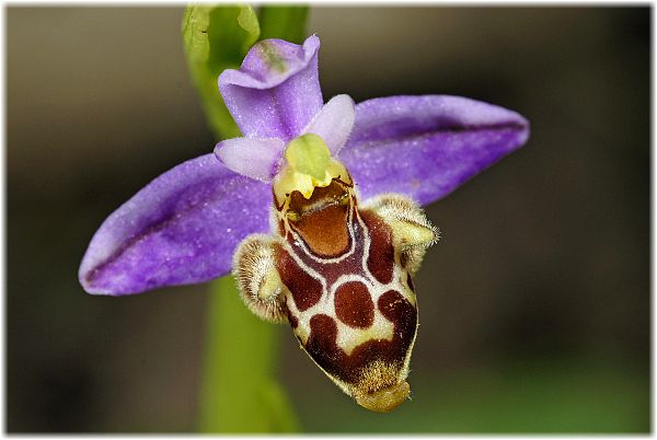 Ophrys bremifera