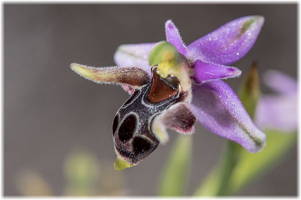 Ophrys cornutula