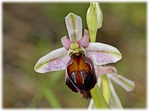 Ophrys elegans