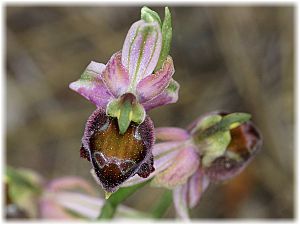 Ophrys elegans