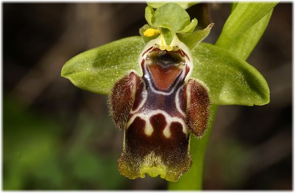 Ophrys flavomarginata