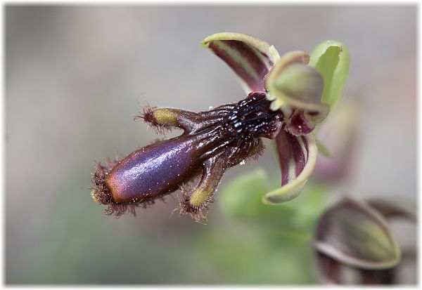 Ophrys regis-ferdinandii