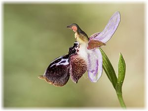 Ophrys reinholdii