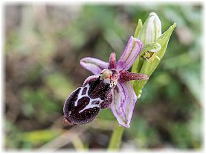 Ophrys reinholdii