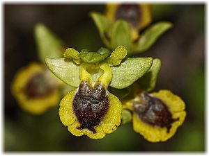 Ophrys sicula