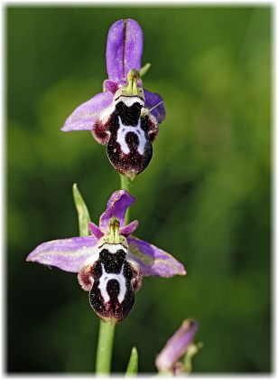 Ophrys straussii