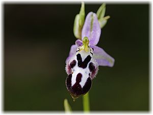 Ophrys straussii