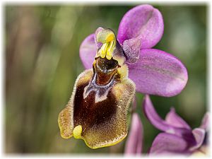 Ophrys tenthredinifera