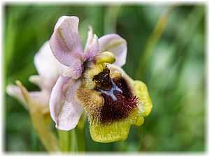 Ophrys tenthredinifera