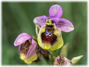 Ophrys tenthredinifera