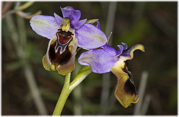 Ophrys tenthredinifera