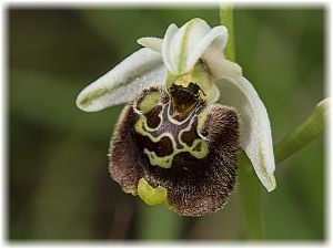 Ophrys tetraloniae