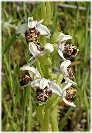 Ophrys umbilicata