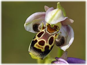 Ophrys umbilicata