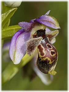 Ophrys umbilicata