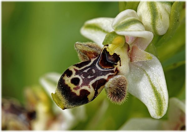 Ophrys umbilicata