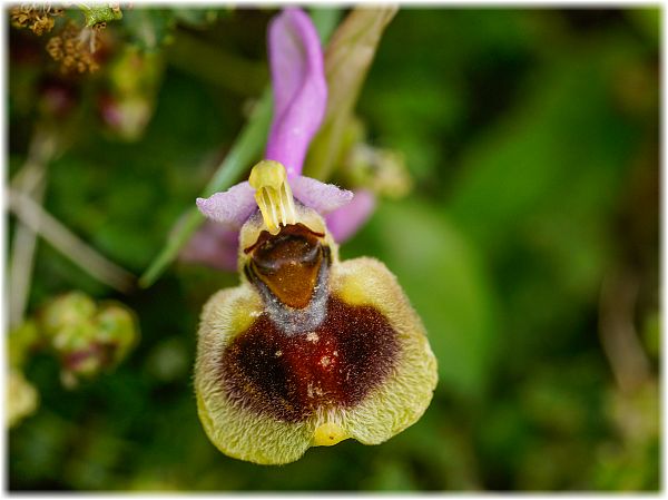 Ophrys villosa