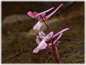 Orchis anatolica