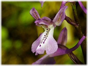 Orchis anatolica