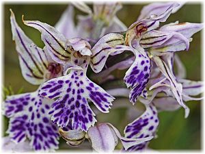 Orchis tridentata