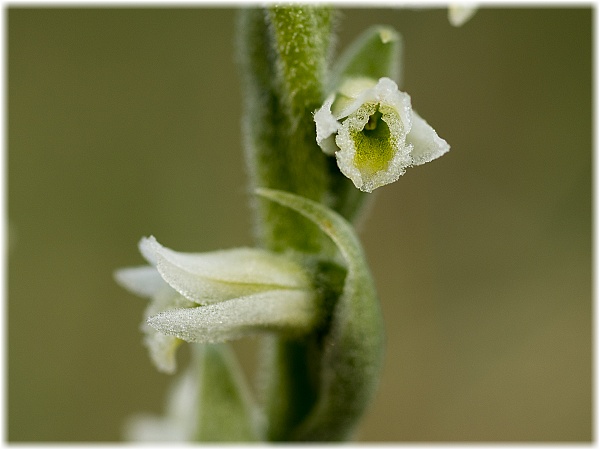 Spiranthes spiralis