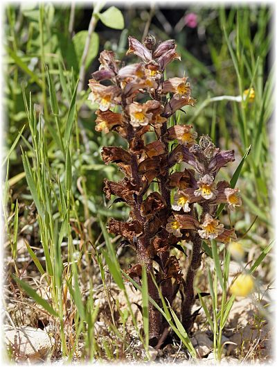 Cistanche phelypaea