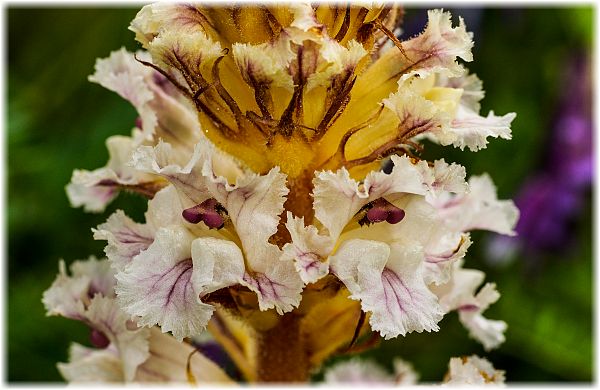 Orobanche grisebachii