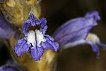 Orobanche ramosa