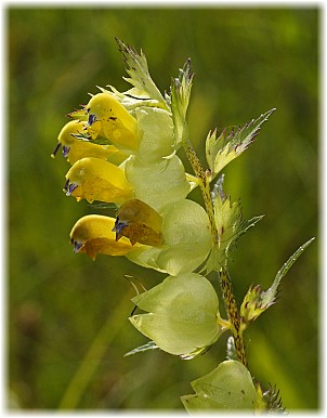 Rhinanthus angustifolius