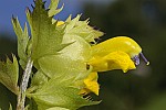 Rhinanthus angustifolius