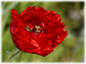 Papaver rhoeas