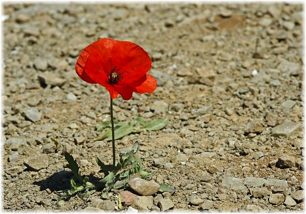 Papaver rhoeas