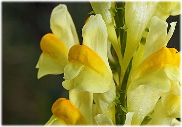 Linaria vulgaris