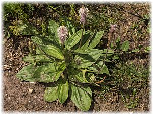 Plantago media