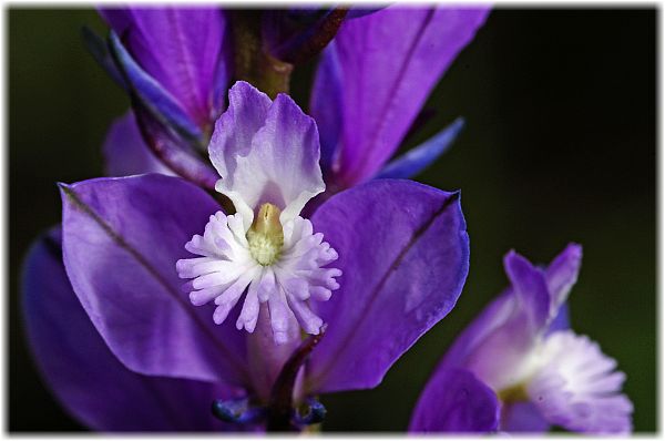 Polygala anatolica